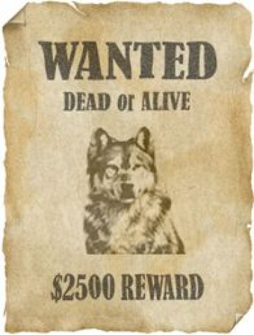 Баннер Wanted для ВКонтакте с волком